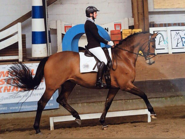 Savinio von Exclusiv u.d. Schwalbenfee v. Freudenfest - Foto: Beate Langels - Trakehner Gestt Hmelschenburg