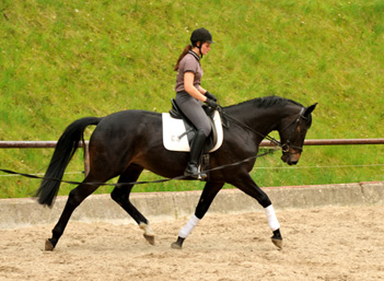 4jhriger Trakehner Wallach von Summertime u.d. Schwalbenflair v. Exclusiv, Gestt Hmelschenburg