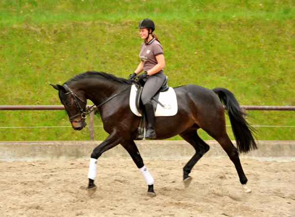 4jhriger Trakehner Wallach von Summertime u.d. Schwalbenflair v. Exclusiv, Gestt Hmelschenburg