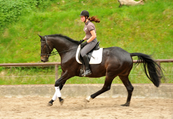 4jhriger Trakehner Wallach von Summertime u.d. Schwalbenflair v. Exclusiv, Gestt Hmelschenburg