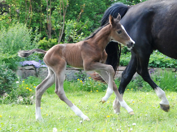 Stutfohlen von Saint Cyr u.d. Pr. u. StPrSt. Grace Note v. Alter Fritz , Foto: Ellen Hnoch - Trakehner Gestt Hmelschenburg
