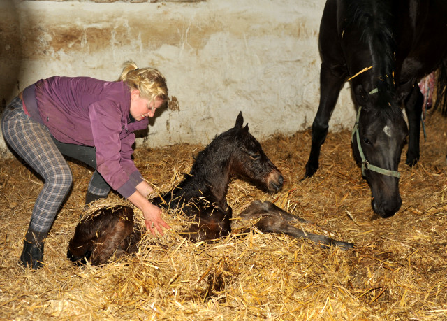 Stutfohlen von Oliver Twist u.d. Pr.u.StPrSt. Vittoria v. Exclusiv - Trakehner Gestt Hmelschenburg - Foto: Beate Langels - Trakehner Gestt Hmelschenburg