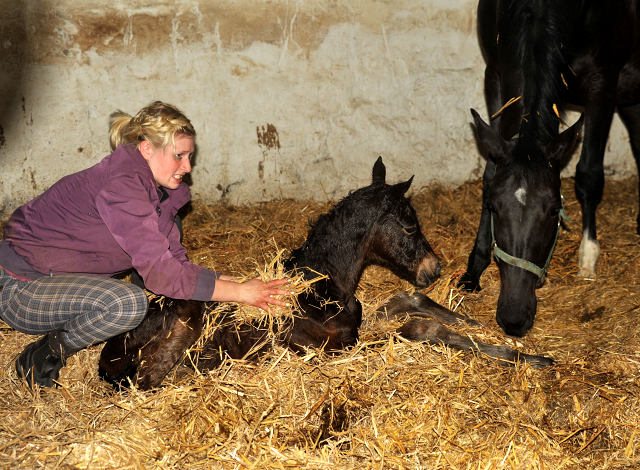 Stutfohlen von Oliver Twist u.d. Pr.u.StPrSt. Vittoria v. Exclusiv - Trakehner Gestt Hmelschenburg - Foto: Beate Langels - Trakehner Gestt Hmelschenburg