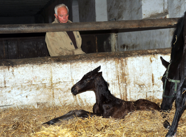 Stutfohlen von Oliver Twist u.d. Pr.u.StPrSt. Vittoria v. Exclusiv - Trakehner Gestt Hmelschenburg - Foto: Beate Langels - Trakehner Gestt Hmelschenburg