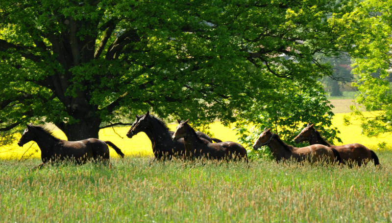 Hmelschenburg - 15. Mai 2015 - Foto Beate Langels - Gestt Hmelschenburg