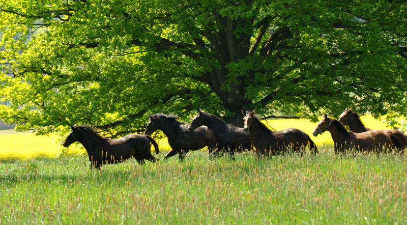 Hmelschenburg - 15. Mai 2015 - Foto Beate Langels - Gestt Hmelschenburg