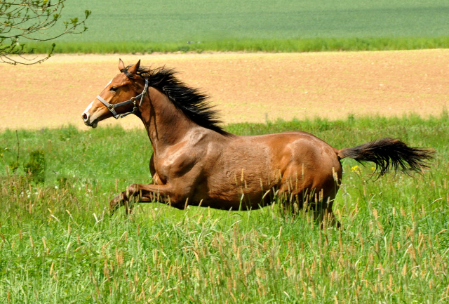 Hmelschenburg - 15. Mai 2015 - Foto Beate Langels - Gestt Hmelschenburg