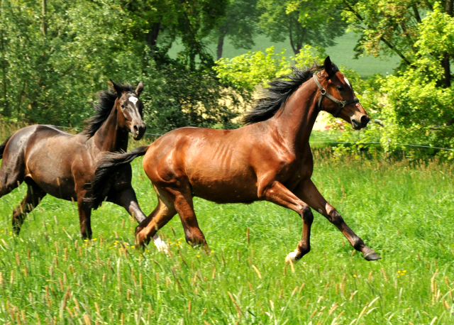 Hmelschenburg - 15. Mai 2015 - Foto Beate Langels - Gestt Hmelschenburg