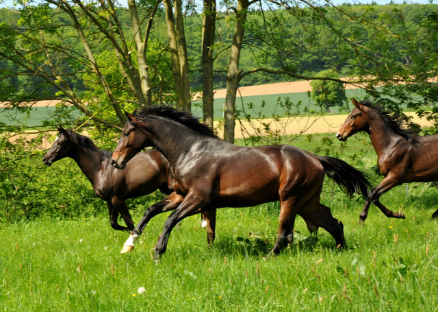 Hmelschenburg - 15. Mai 2015 - Foto Beate Langels - Gestt Hmelschenburg