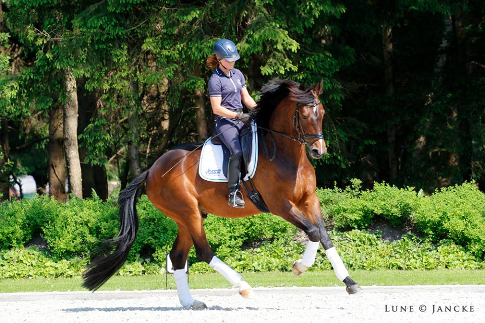 Statement - Trakehner von Oliver Twist u.d. Pr.u.StPrSt. Schwalbenmagie v. Exclusiv  - Foto: Beate Langels