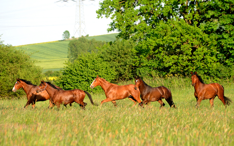 Die Gruppe unserer zweijährigen Hengste - Foto Beate Langels - Gestüt Hämelschenburg