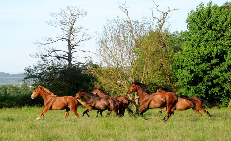Die Gruppe unserer zweijährigen Hengste - Foto Beate Langels - Gestüt Hämelschenburg