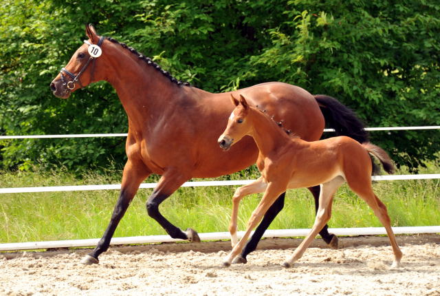 Trakehner Stutfohlen von Saint Cyr u.d. Hetti v. Exclusiv, Foto: Ursula Bremer