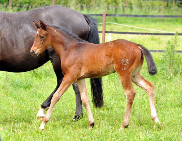 Stutfohlen von Oliver Twist u.d. Pr.u.StPrSt. Vittoria v. Exclusiv - Trakehner Gestt Hmelschenburg - Foto: Beate Langels