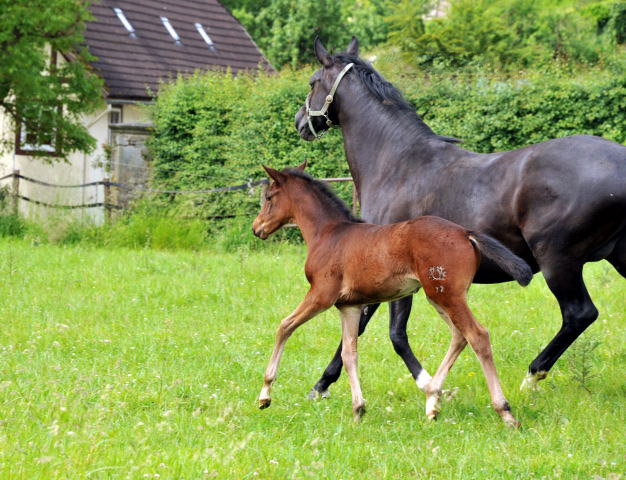 Stutfohlen von Oliver Twist u.d. Pr.u.StPrSt. Vittoria v. Exclusiv - Trakehner Gestt Hmelschenburg - Foto: Beate Langels