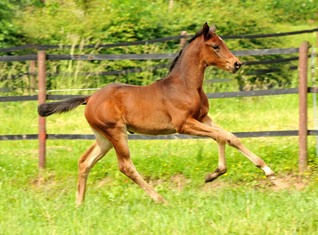 Stutfohlen von Oliver Twist u.d. Pr.u.StPrSt. Vittoria v. Exclusiv - Trakehner Gestt Hmelschenburg - Foto: Beate Langels