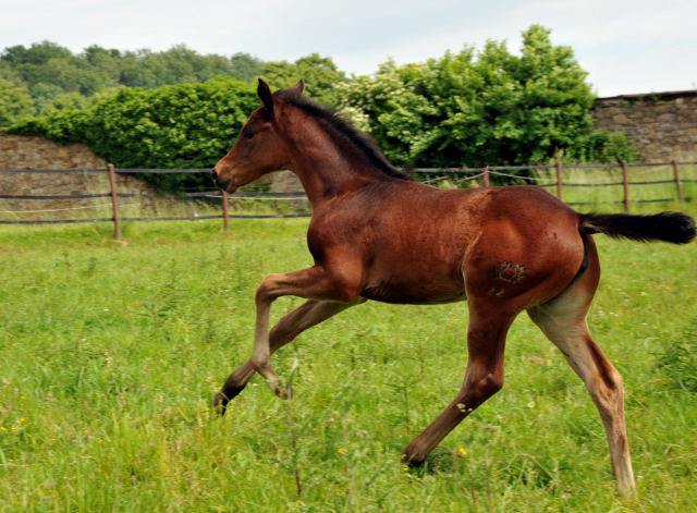 Stutfohlen von Oliver Twist u.d. Pr.u.StPrSt. Vittoria v. Exclusiv - Trakehner Gestt Hmelschenburg - Foto: Beate Langels