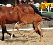 Sieger der Fohlenschau in Webelsgrund: Stutfohlen von Saint Cyr u.d. Hetti v. Exclusiv