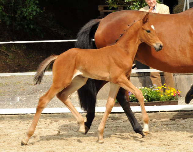 Trakehner Stutfohlen von Saint Cyr u.d. Hetti v. Exclusiv, Foto: Ursula Bremer