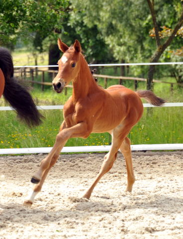 Trakehner Stutfohlen von Saint Cyr u.d. Hetti v. Exclusiv, Foto: Ursula Bremer