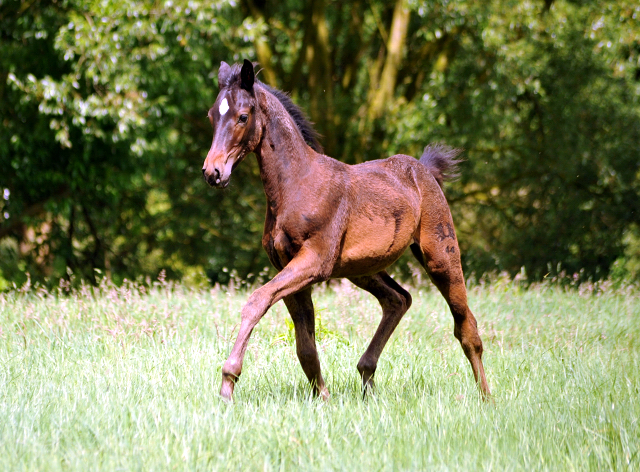 Valentine v. High Motion x Showmaster im Gestt Hmelschenburg - Foto: Beate Langels -  
Trakehner Gestt Hmelschenburg