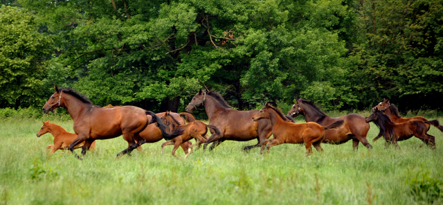 Stuten und Fohlen im Gestt Hmelschenburg - Foto: Beate Langels -  
Trakehner Gestt Hmelschenburg