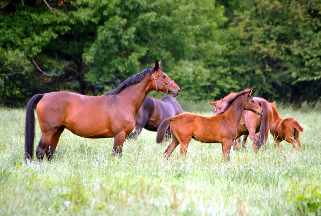 Stuten und Fohlen im Gestt Hmelschenburg - Foto: Beate Langels -  
Trakehner Gestt Hmelschenburg