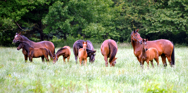 Stuten und Fohlen im Gestt Hmelschenburg - Foto: Beate Langels -  
Trakehner Gestt Hmelschenburg