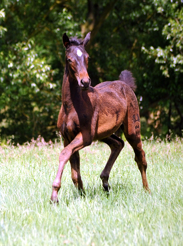 Valentine v. High Motion x Showmaster im Gestt Hmelschenburg - Foto: Beate Langels -  
Trakehner Gestt Hmelschenburg