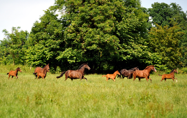 Stuten und Fohlen im Gestt Hmelschenburg - Foto: Beate Langels -  
Trakehner Gestt Hmelschenburg