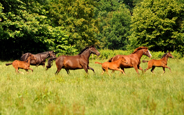 Stuten und Fohlen im Gestt Hmelschenburg - Foto: Beate Langels -  
Trakehner Gestt Hmelschenburg