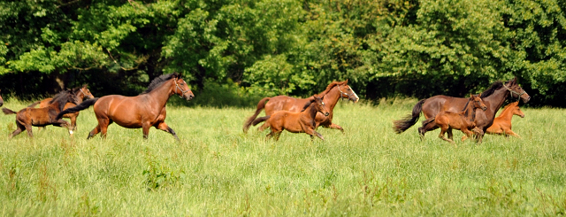 Stuten und Fohlen im Gestt Hmelschenburg - Foto: Beate Langels -  
Trakehner Gestt Hmelschenburg