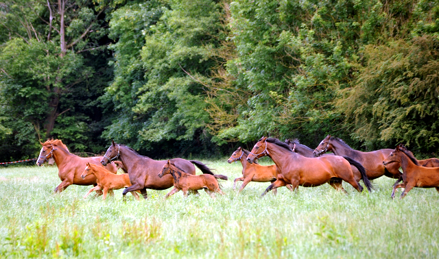 Stuten und Fohlen im Gestt Hmelschenburg - Foto: Beate Langels -  
Trakehner Gestt Hmelschenburg