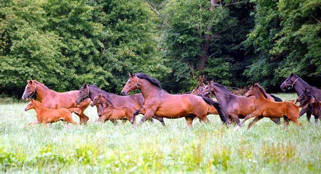 Stuten und Fohlen im Gestt Hmelschenburg - Foto: Beate Langels -  
Trakehner Gestt Hmelschenburg