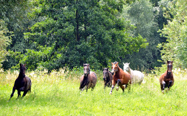 Die Weidesaison genieen - Foto: Beate Langels - Trakehner Gestt Hmelschenburg