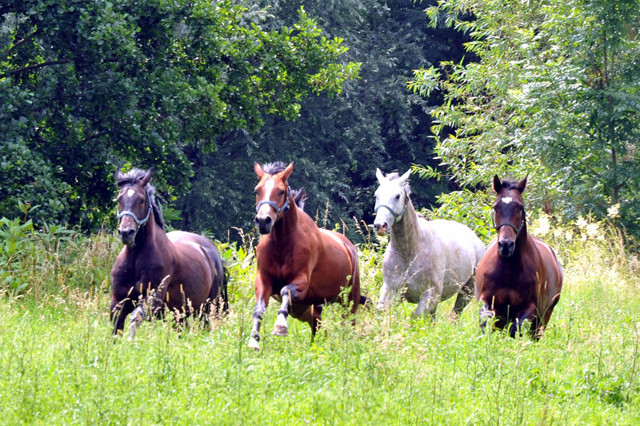 Die Weide genieen auch unsere jungen Reitpferde - Foto: Beate Langels - Trakehner Gestt Hmelschenburg