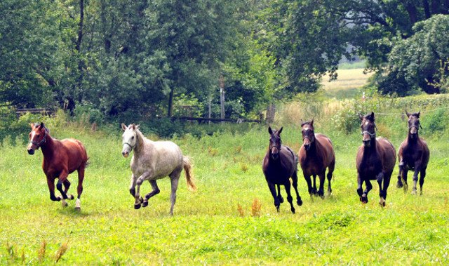 Die Weide genieend  - Foto: Beate Langels - Trakehner Gestt Hmelschenburg