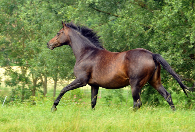 Pr.St. Schwalbenfeder von Summertime u.d. ESt. Schwalbenspiel v. Exclusiv - Trakehner Gestt Hmelschenburg