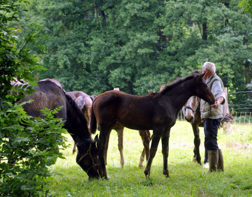 Vitalia von Exclusiv u.d. Vicenza v. Showmaster - Trakehner Gestt Hmelschenburg
