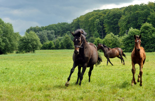Elitestute Schwalbenspiel mit Hengstfohlen von Summertime - Trakehner Gestt Hmelschenburg