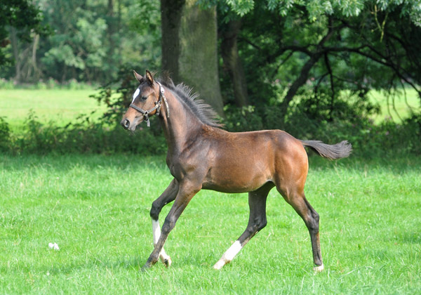 Stutfohlen von Totilas u.d. Trakehner Prmien- u. Staatsprmienstute Schwalbenfeder v. Summertime, Foto: Beate Langels, Trakehner Gestt Hmelschenburg