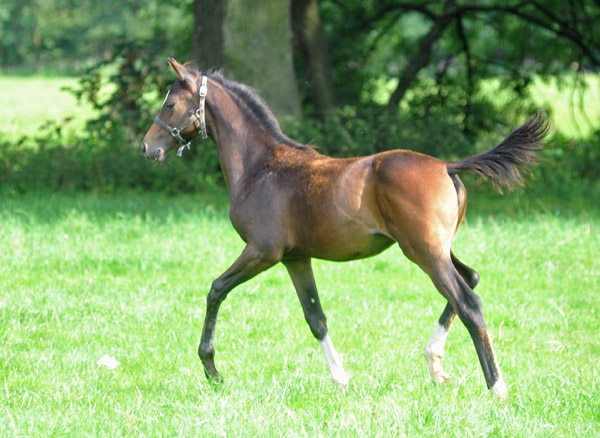 Stutfohlen von Totilas u.d. Trakehner Prmien- u. Staatsprmienstute Schwalbenfeder v. Summertime, Foto: Beate Langels, Trakehner Gestt Hmelschenburg