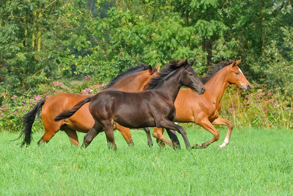 Weideumtrieb der Stuten und Fohlen im Trakehner Gest t H melschenburg, Foto: Beate Langels, Trakehner Gest t H melschenburg