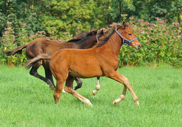 Weideumtrieb der Stuten und Fohlen im Trakehner Gestt Hmelschenburg, Foto: Beate Langels, Trakehner Gestt Hmelschenburg