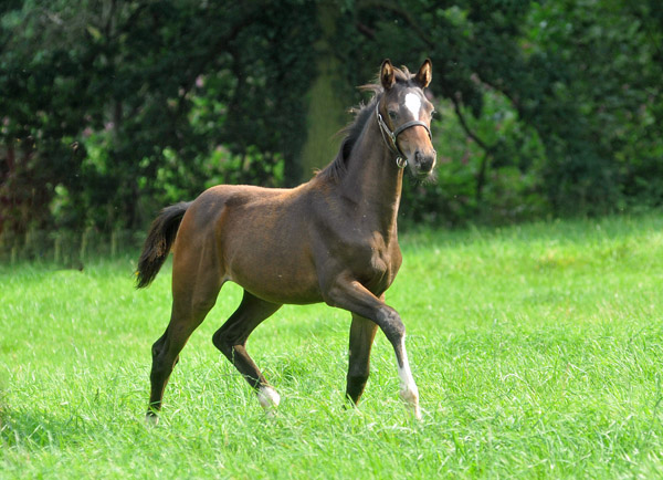 Stutfohlen von Totilas u.d. Trakehner Prmien- u. Staatsprmienstute Schwalbenfeder v. Summertime, Foto: Beate Langels, Trakehner Gestt Hmelschenburg