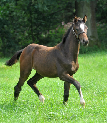 Stutfohlen von Totilas u.d. Trakehner Prmien- u. Staatsprmienstute Schwalbenfeder v. Summertime, Foto: Beate Langels, Trakehner Gestt Hmelschenburg