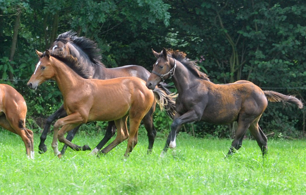 Weideumtrieb der Stuten und Fohlen im Trakehner Gestt Hmelschenburg, Foto: Beate Langels, Trakehner Gestt Hmelschenburg