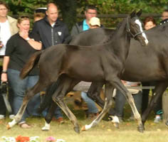 Stutfohlen von Oliver Twist - Hofrat, Foto: Beate Langels