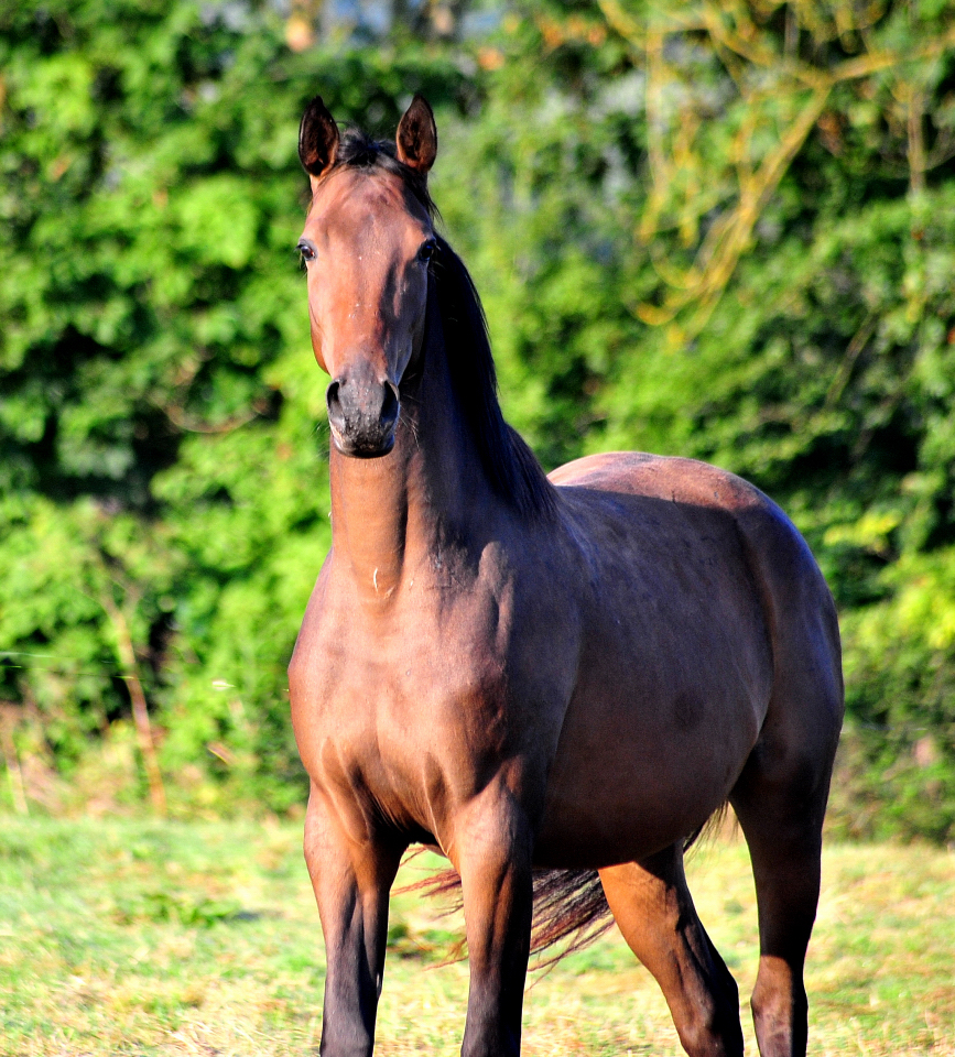 Gabbalina - Trakehner Stute von Zauberdeyk u.d. Pr.u.StPrSt. Gabbana v. 
High Motion - Alter Fritz  - Gestt Hmelschenburg - Beate Langels