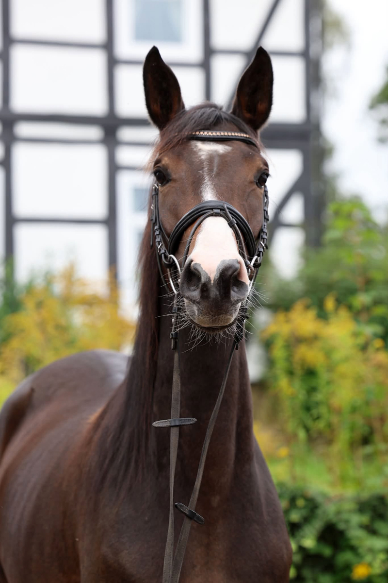 Trakehner Stute  Giavedia (dreijährig) - Trakehner Gestüt Hämelschenburg - Foto Beate Langels